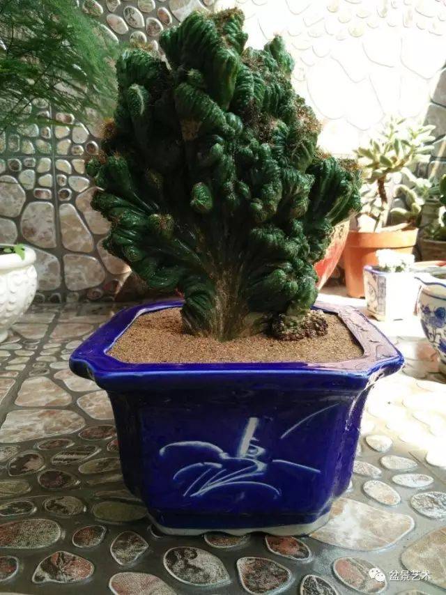 ɽӰȭ