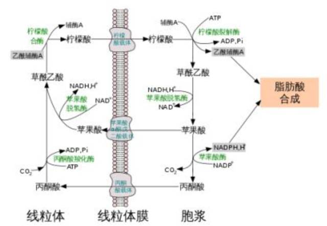 关键酶是乙酰coa羧化酶,部位在胞浆(因此需要柠檬酸-丙酮酸循环将线粒