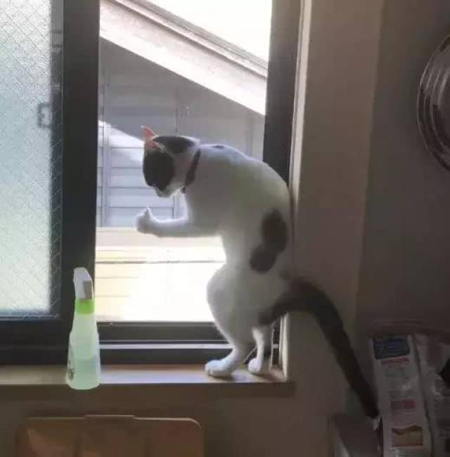 猫咪窗台摆出神秘姿势,铲屎官发现猫咪在打暗号,猫咪