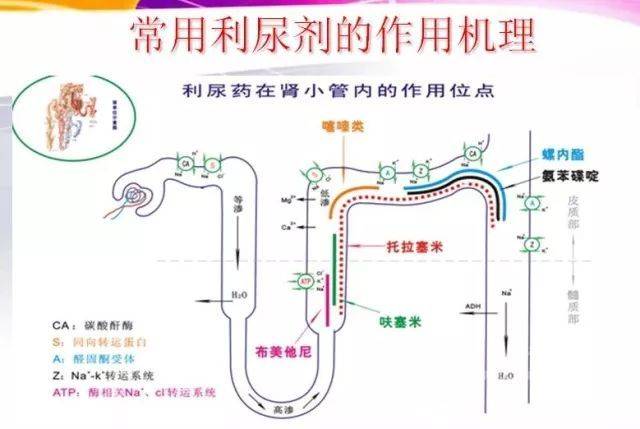 噻嗪类利尿剂作用于远曲小管始端,减少nacl和水的重吸收而起到利尿