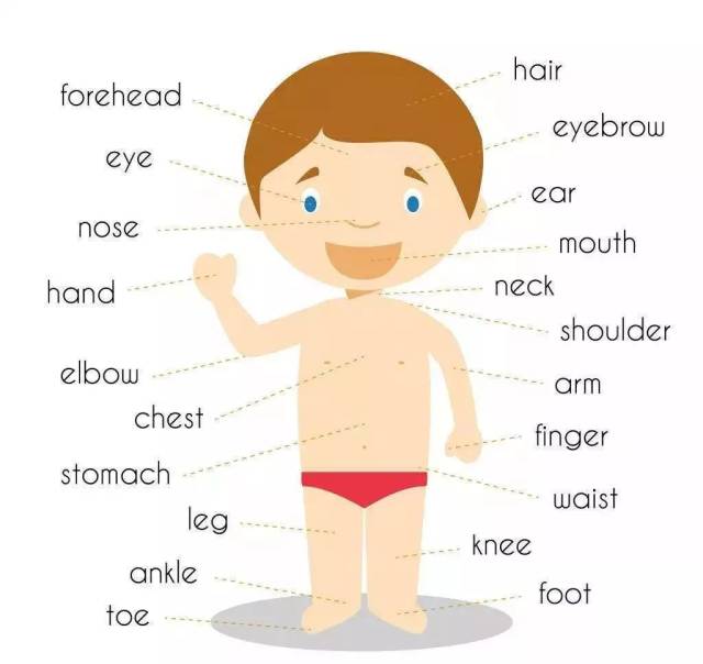 三年级  孩子学习人体和生理知识,身体的各个部分叫什么,有什么关系.