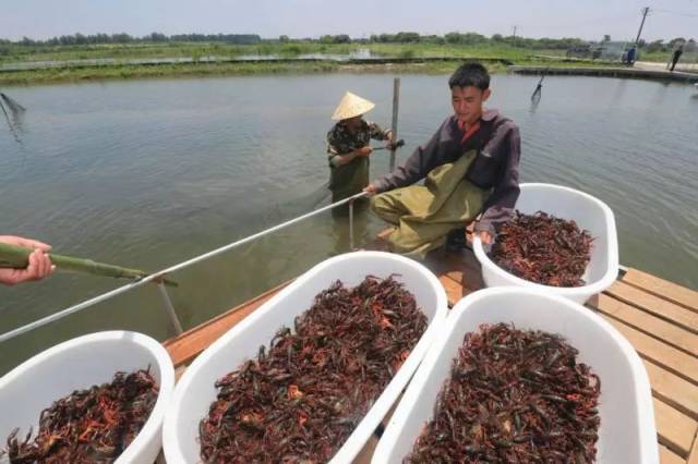 小龙虾"开饭",养殖的小龙虾除了进食田里提前种植的水藻,还要喂食人工