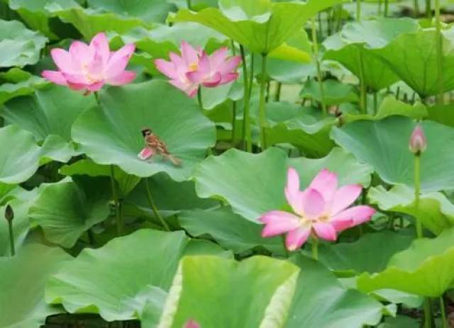 荷花盛开季,盘点内江"醉美赏荷地"!错过再等一年关于女主播的韩国电影图片