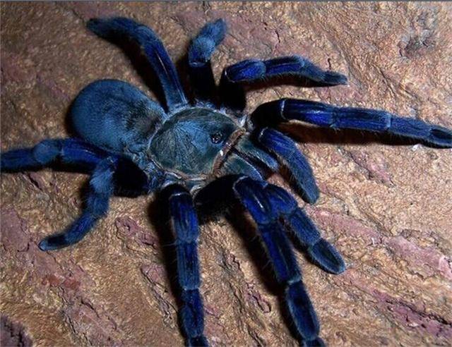 泰国金属蓝,喜欢蜘蛛人士必看!