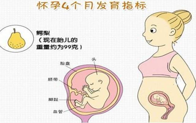 怀孕6个月胎动是怎样的,怀孕6个月胎儿图,怀孕6个月胎动在下腹