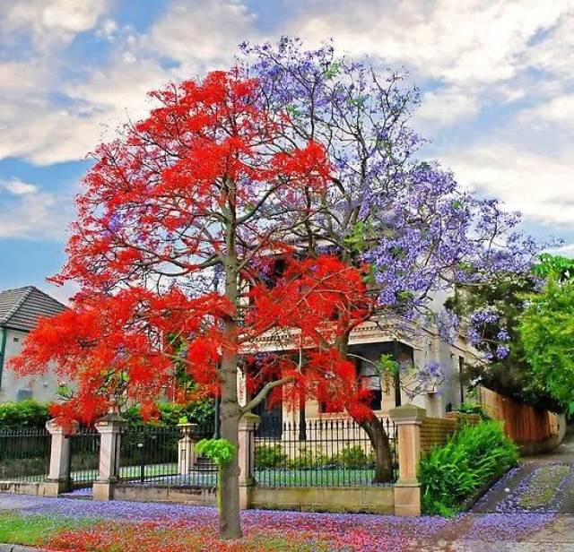 告别凤凰花开的路口，再见就是江湖了