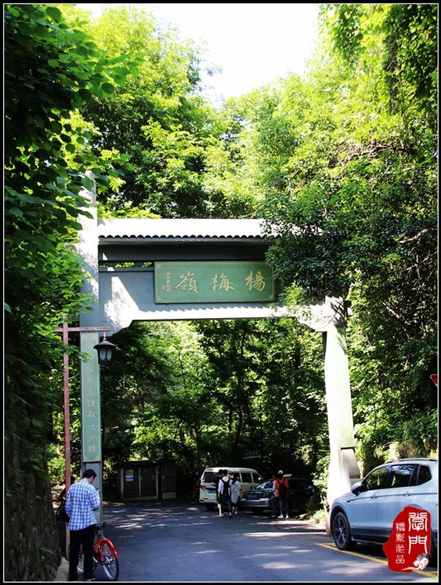 杨梅岭"金婆杨梅"无影踪,茗茶一盏有新友【杭州】