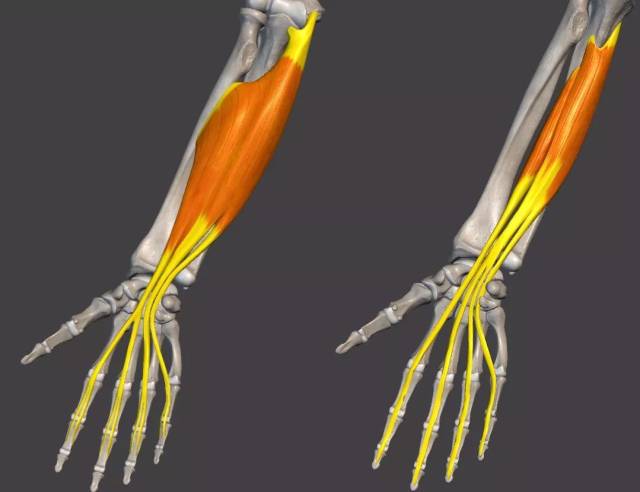 肌腱结构 通过手部伸肌腱解剖图, 可以看到 驱动无名指和小指的肌腱