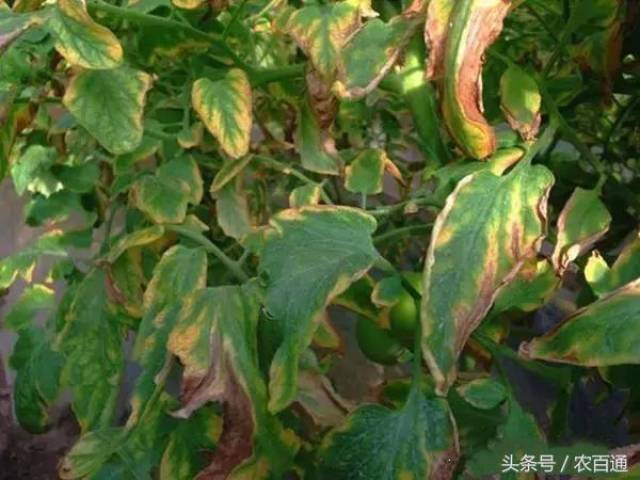 病源之一:土壤盐渍化导致黄叶