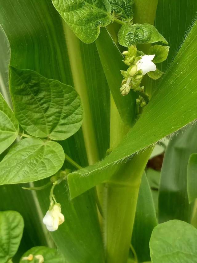 晋城事 | 豆角花开