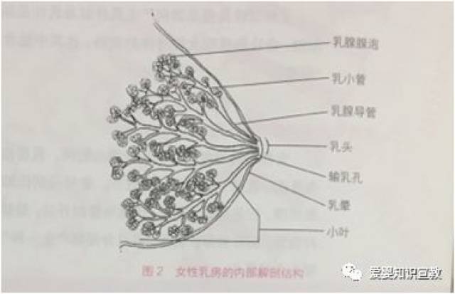 分娩前知识储备 之 母乳产生的原理