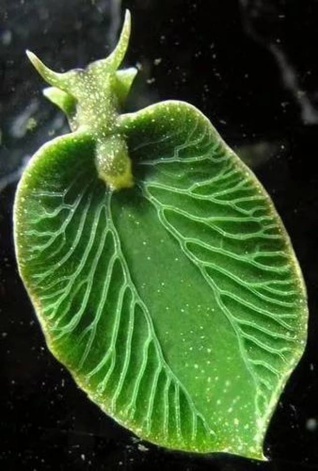 这种像大白菜叶子一样的海蛞蝓算是蛞蝓中的特殊种类:因为它算是半