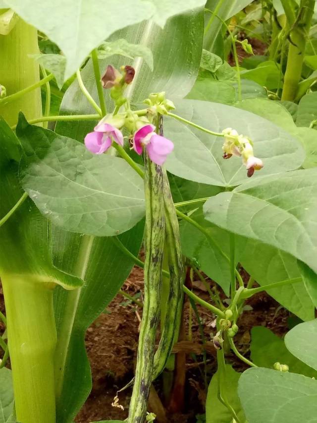 长成丛林的时候 豆角也就缠缠绕绕的爬到一半 玉米吐须须 豆角开花花