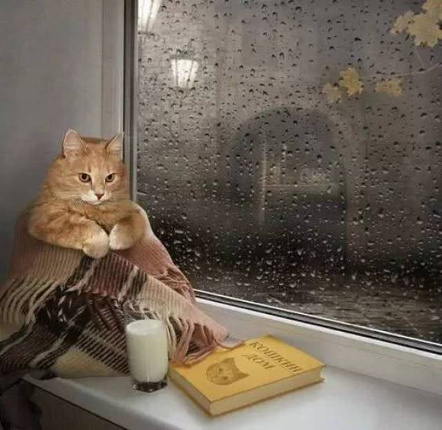下雨天最适合坐在窗边, 一本小说一杯热牛奶.
