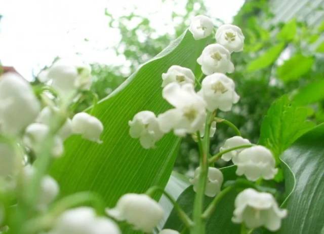 铃兰简谱_我就是那格桑花简谱图片格式(2)
