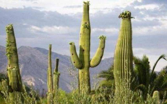 墨西哥巨型仙人掌,环境越恶劣长得越旺盛