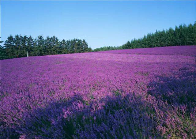 大连·旅顺·金石滩·棒棰岛·薰衣草庄园四日·双船699元·潍坊起止