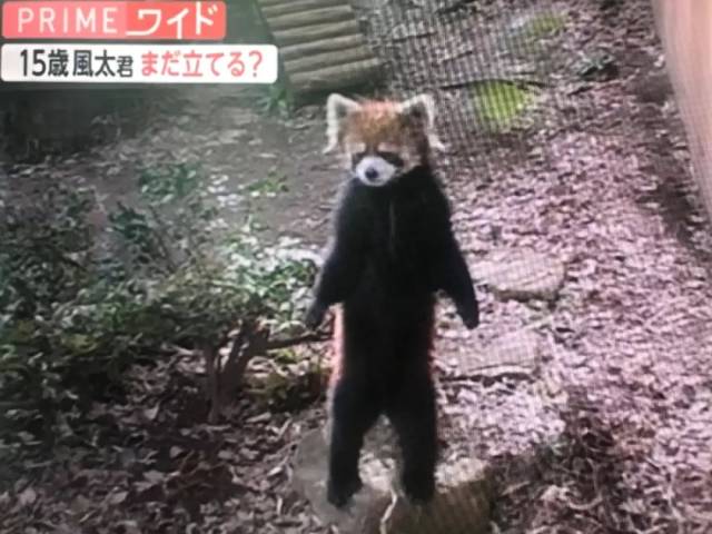 可爱!日本小熊猫15岁了 "站立"是杀手锏