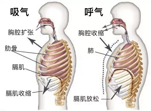 因此正确的呼吸模式也会帮助增强脊柱的稳定性. 我们都知道,紧张的肌