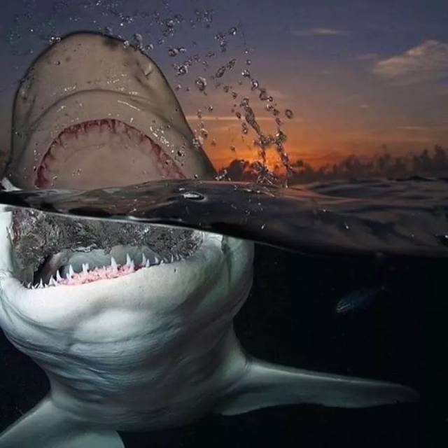 食人鲨鱼真的存在吗?3分钟揭秘大白鲨"吃人"现象背后的原因