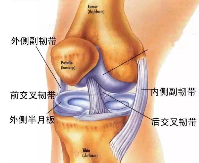 膝关节解剖图