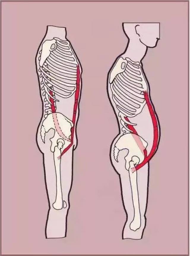 加上腰腹部肌肉长期处于紧绷或过松的状态, 容易导致驼背,颈椎和膝盖