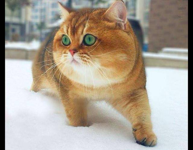 看这只猫咪的背影,还以为是只柴犬,不仅身子胖,脸也太大了吧!