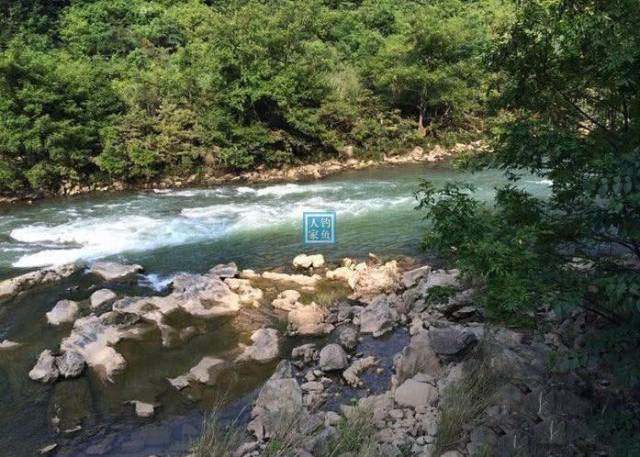 深山溪流暗河,用青苔钓溪水鱼,收获一大盆名贵