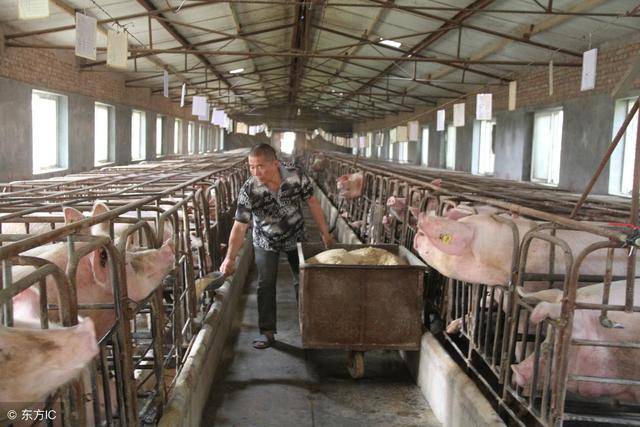 猪场环保告急 养殖户无从下手 盘点时下流行的两种粪污处理模式