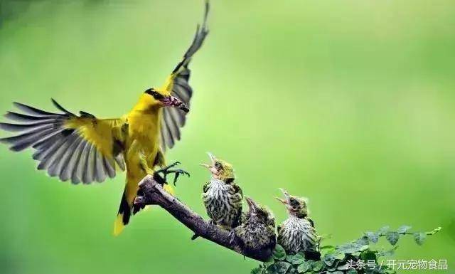 防雏鸟返生仰头的方法