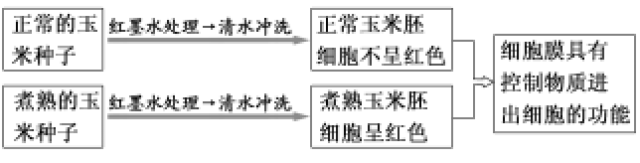 项目 特点 原因 实例 影响因素 结构特点 一定的流动性 构成细胞膜的