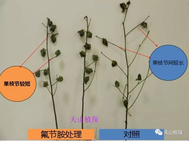 棉花化学打顶整枝技术