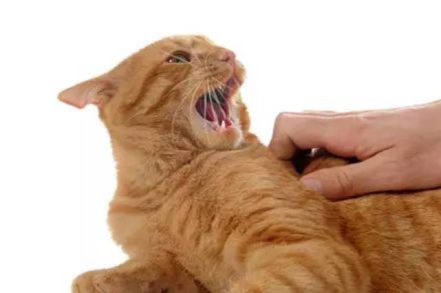 萌知识 | 猫咪一生气好可怕,没想到你是这样的喵