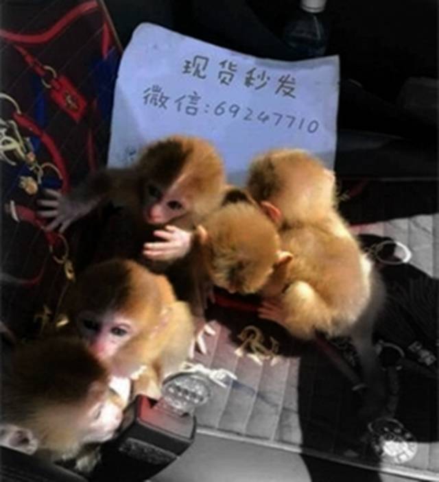 国内怎么养宠物猴 30375b196cc8428d843b7c481ddffc31.jpeg