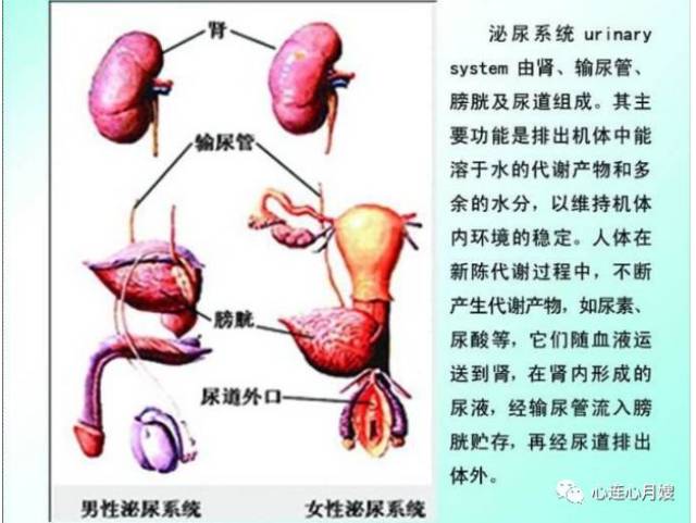 宝宝尿液有5种颜色,最危险的是这2种!爸妈仔细看!