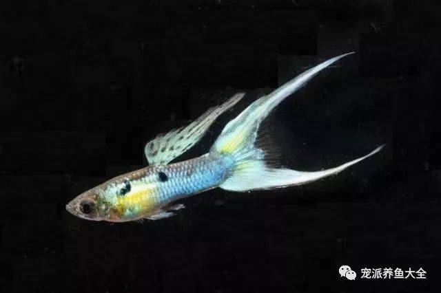 【每日一鱼】剑尾孔雀鱼,尾鳍如剑伸出!