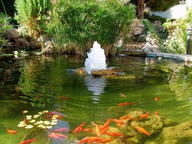 给你带来好运和财富的池塘——锦鲤池,也是水上花园设计的标配
