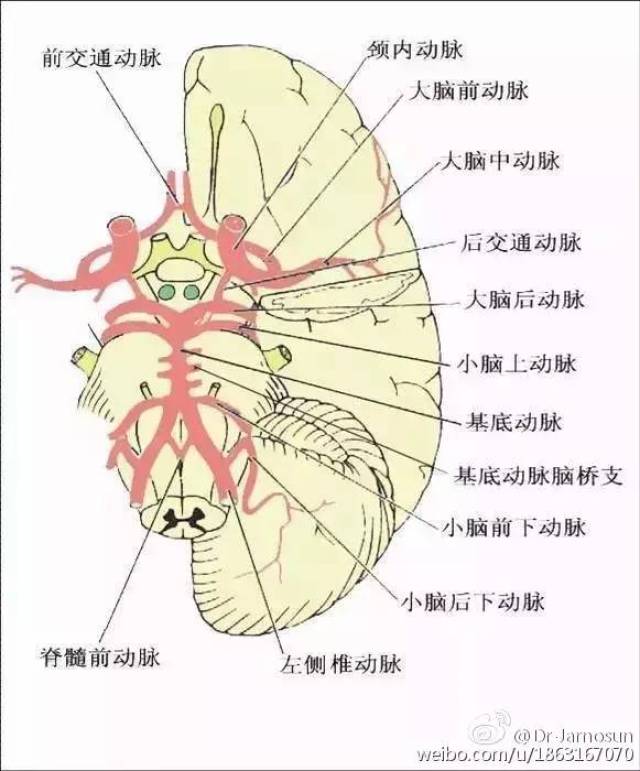 图12大脑后动脉示意图