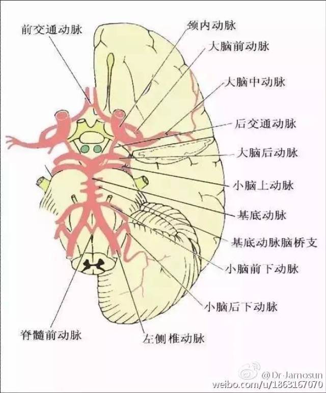 收藏| 超详脑供血系统分类