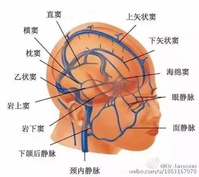 图19大脑大静脉