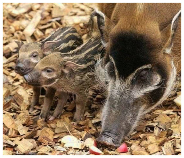 非洲野猪成灾,肉质鲜美还健壮,当地人吃不赢,中国吃货:行动