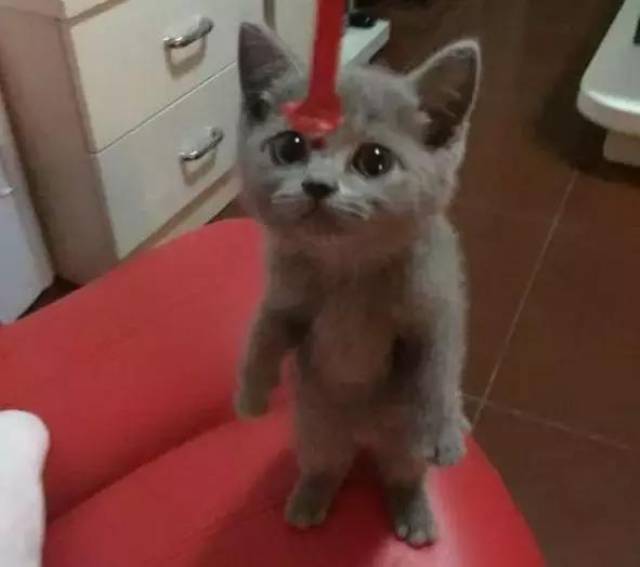 网友花1000元买小蓝猫,六个月后猫咪褪色,变成大橘猫养不起!
