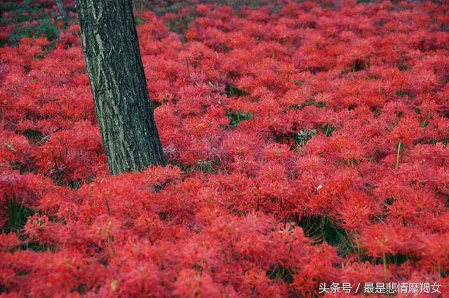 彼岸花,奈何桥,忘川河,眼眸交错时,我已形同陌路