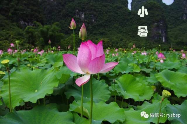 如意三宝|小暑时令大菜