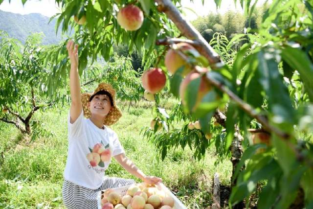 游客采摘水蜜桃