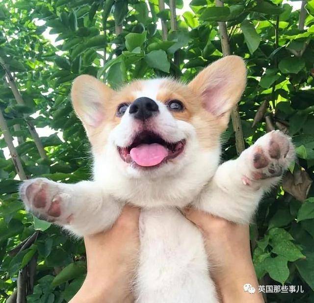 "一只快乐的柯基宝宝"