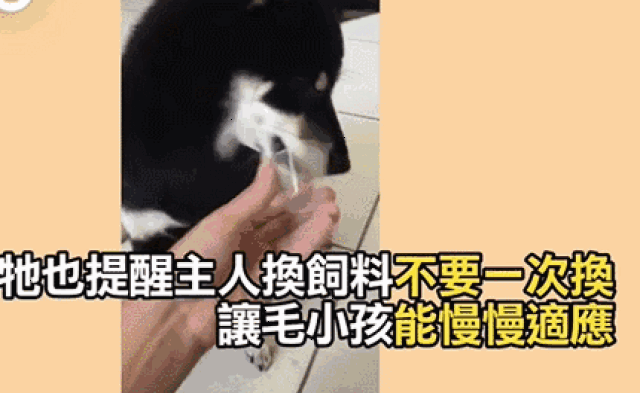 狗子吃药如吃糖,舔完还求续杯,网友:真是吃得苦中苦,方为狗上狗啊
