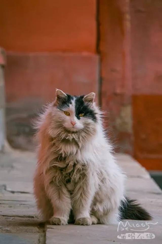 景仁宫中的大鳌拜 估计是故宫里脾气最温顺的御猫了 虽然我看起来很