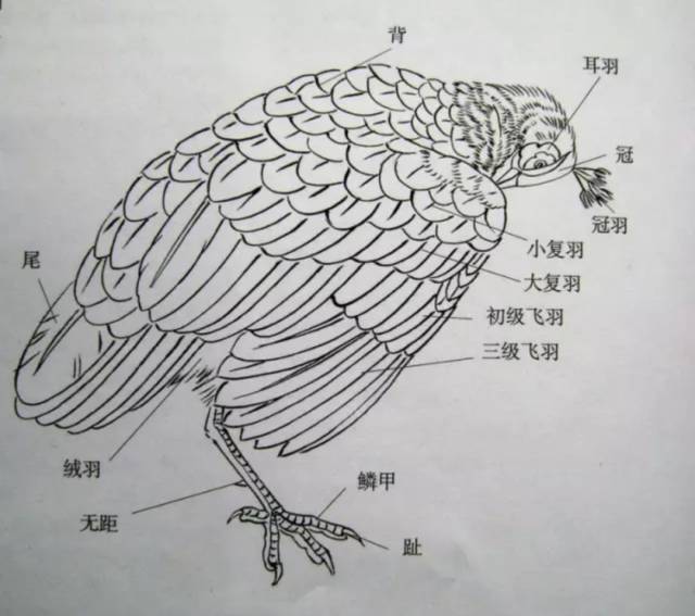 【国画知识】工笔画孔雀的画法,清雅富贵