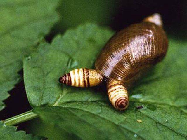 世界上最恐怖的僵尸蜗牛,诞生过程不亚于电影《异形》